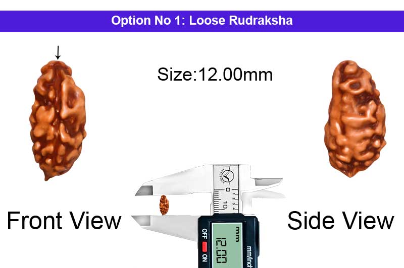 1 Mukhi Java Big Large Rudraksha-RD-1-I-54-1