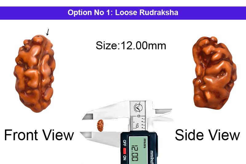 1 Mukhi Java Big Large Rudraksha-RD-1-I-55-1