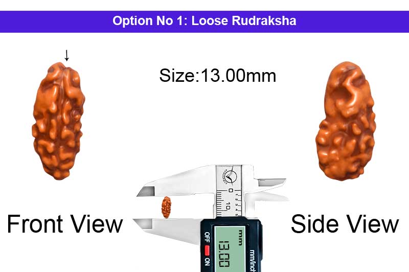 1 Mukhi Java Big Large Rudraksha-RD-1-I-58-1