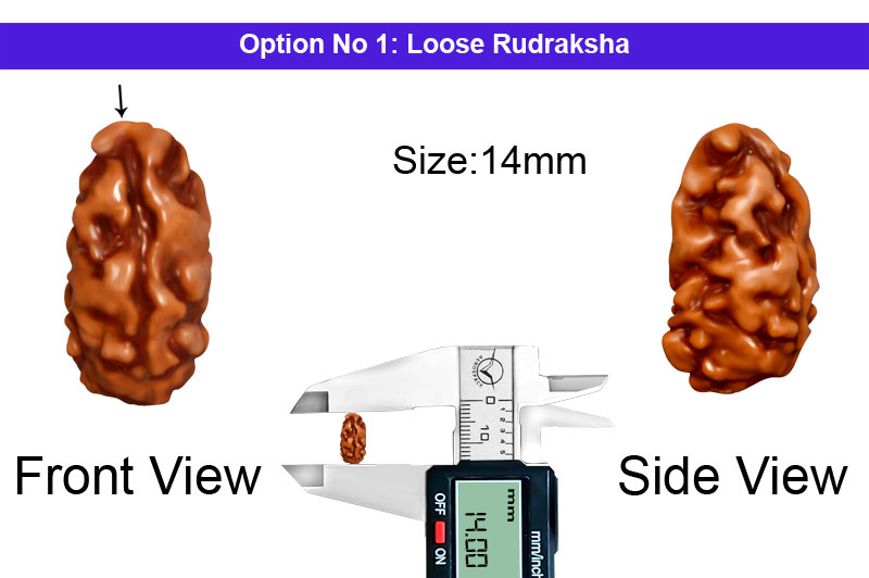 1 Mukhi Java Collector Rudraksha-RD-1-I-62-1