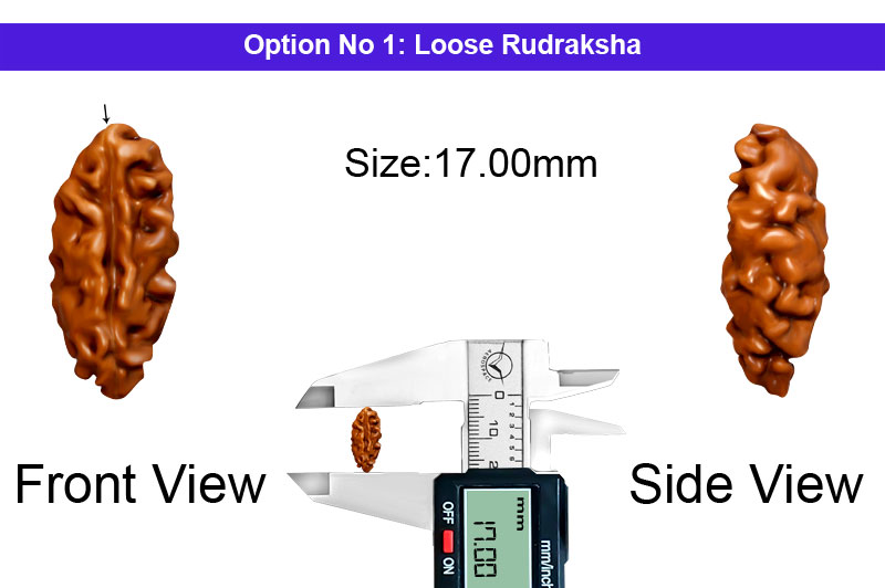 1 Mukhi Java Collector Rudraksha-RD-1-I-64-1