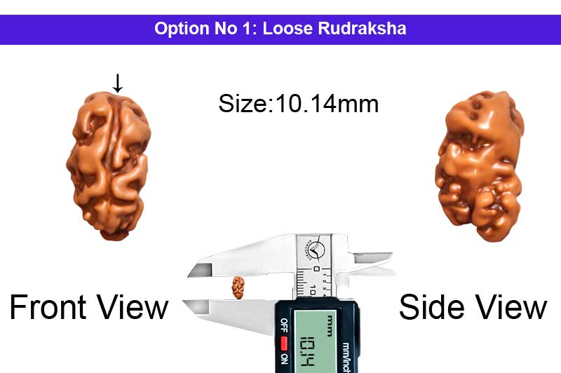 1 Mukhi Java Shiv Ganesh Rudraksha-RD-1-I-66-1