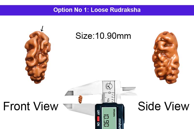 1 Mukhi Java Shiv Ganesh Rudraksha-RD-1-I-68-1