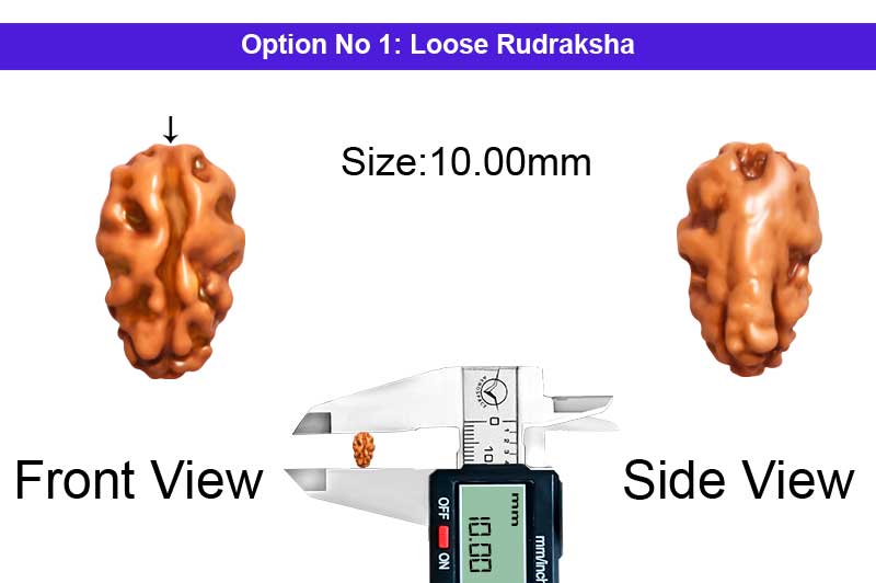 1 Mukhi Java Shiv Ganesh Rudraksha-RD-1-I-70-1