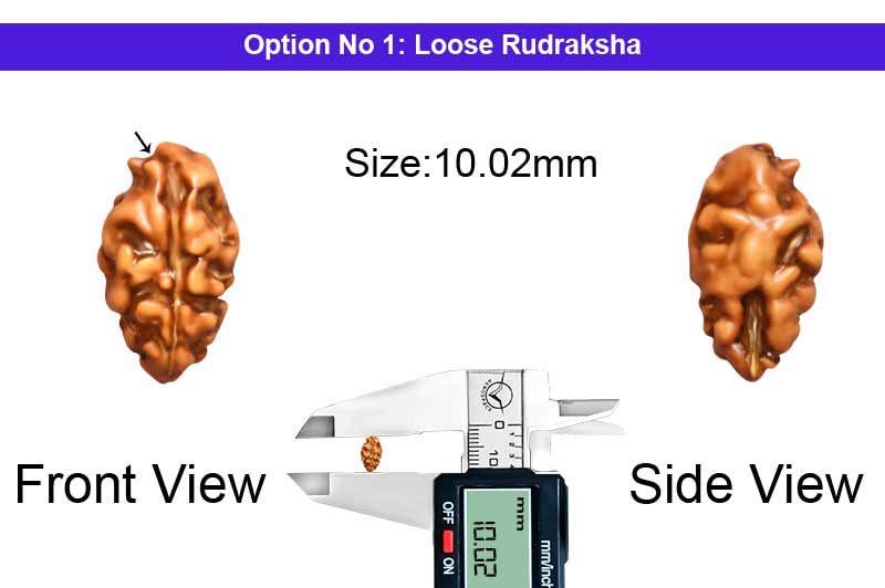 1 Mukhi Java Shiv Ganesh Rudraksha-RD-1-I-71-1