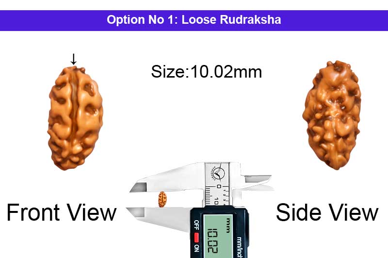 1 Mukhi Java Shiv Ganesh Rudraksha-RD-1-I-72-1