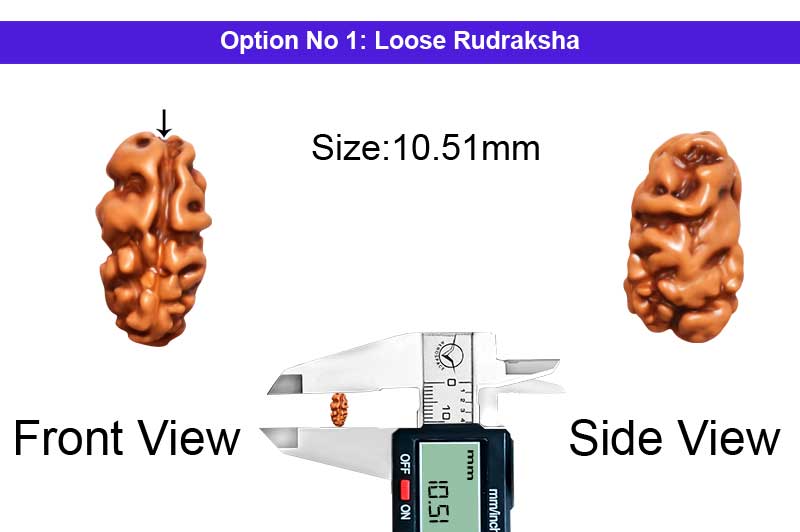 1 Mukhi Java Shiv Ganesh Rudraksha-RD-1-I-73-1