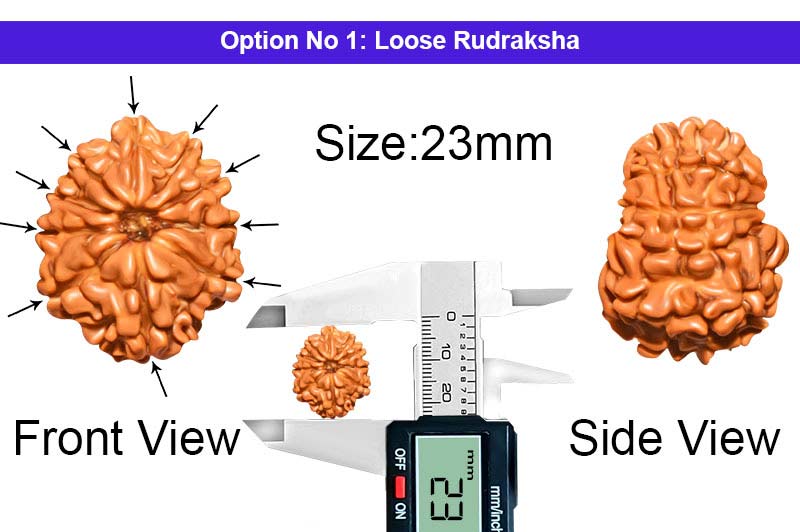 10 Mukhi Nepali Rudraksha-RD-10-A-A-34-1