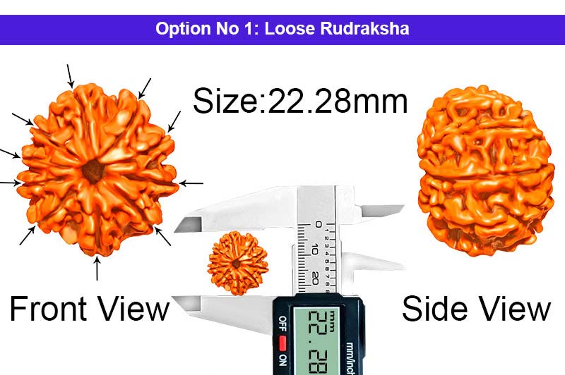 10 Mukhi Nepali Rudraksha-RD-10-A-A-43-1