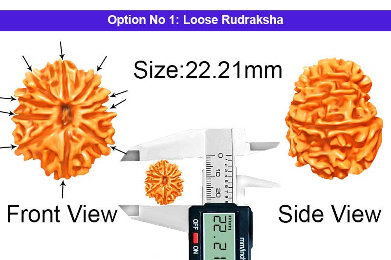 10 Mukhi Nepali Rudraksha-RD-10-A-A-44-1