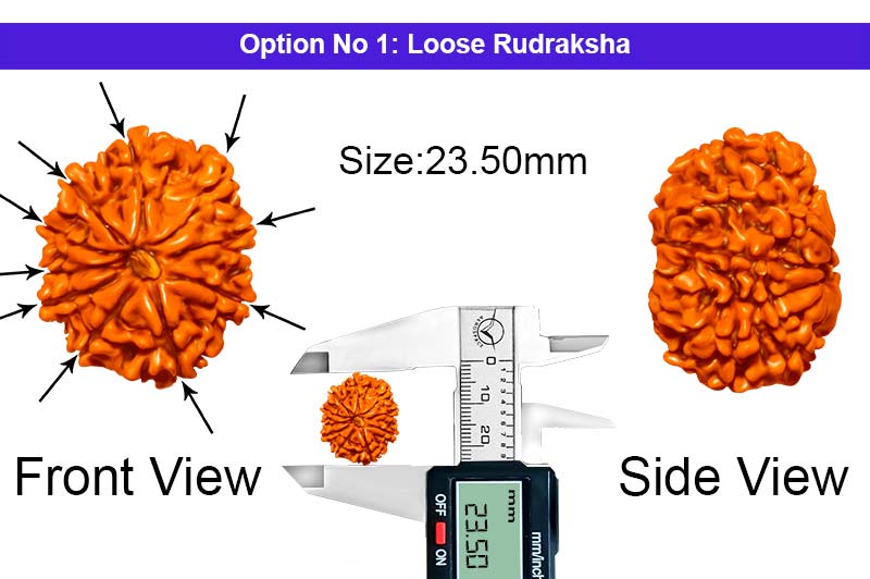 10 Mukhi Nepali Rudraksha-RD-10-A-A-49-1