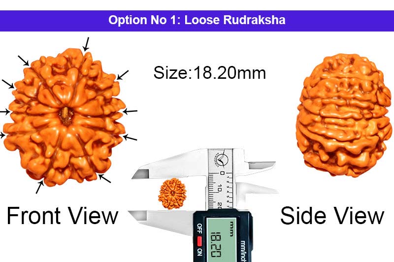 10 Mukhi Nepali Rudraksha-RD-10-A-A-51-1