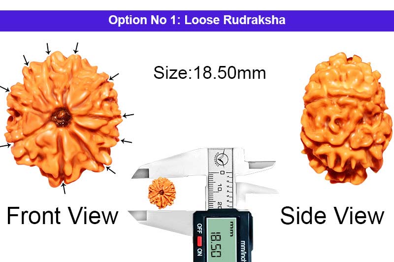 10 Mukhi Nepali Rudraksha-RD-10-A-A-52-1