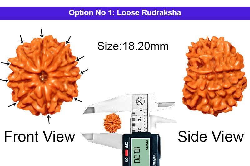 10 Mukhi Nepali Rudraksha-RD-10-A-A-53-1