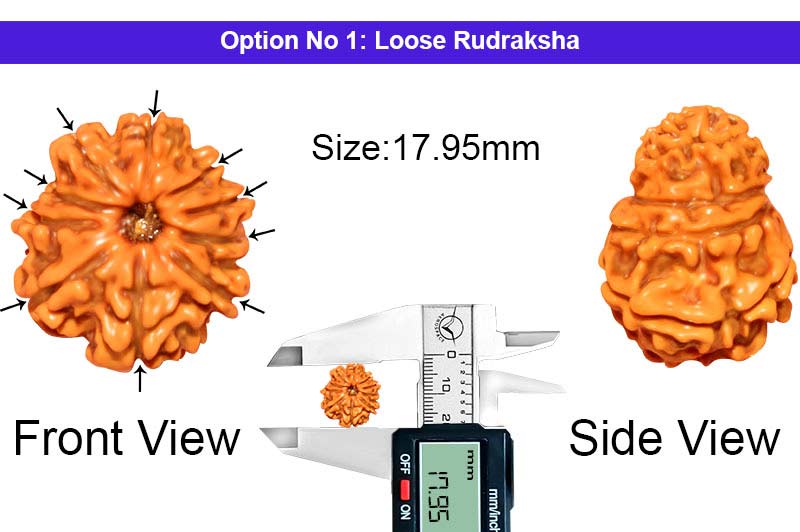 10 Mukhi Nepali Rudraksha-RD-10-A-A-54-1