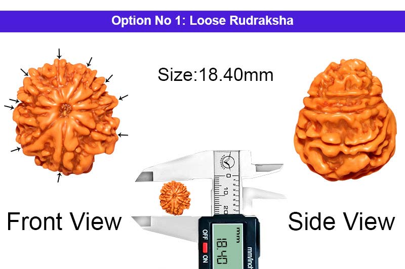 10 Mukhi Nepali Rudraksha-RD-10-A-A-56-1