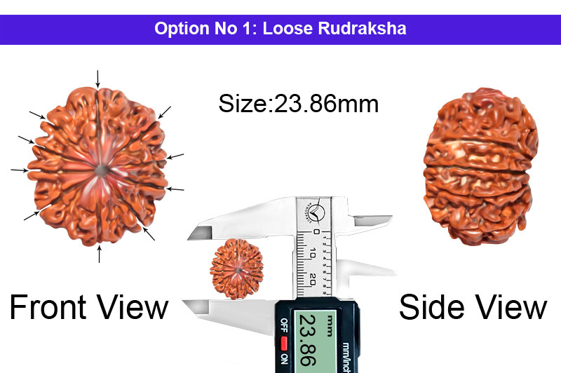 10 Mukhi Nepali Rudraksha-RD-10-A-A-61-1