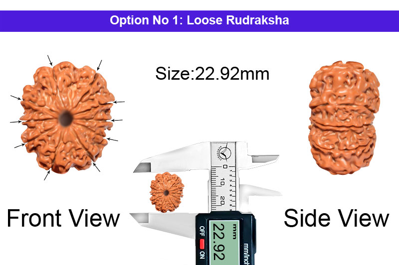 10 Mukhi Nepali Rudraksha-RD-10-A-A-64-1