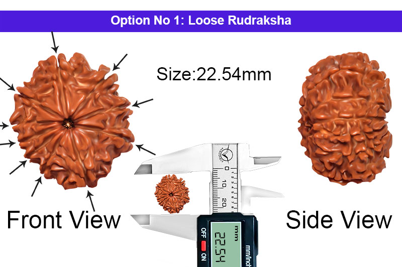 10 Mukhi Nepali Rudraksha-RD-10-A-A-66-1