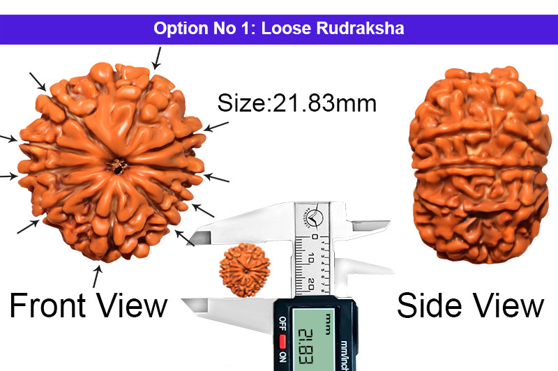 10 Mukhi Nepali Rudraksha-RD-10-A-A-67-1