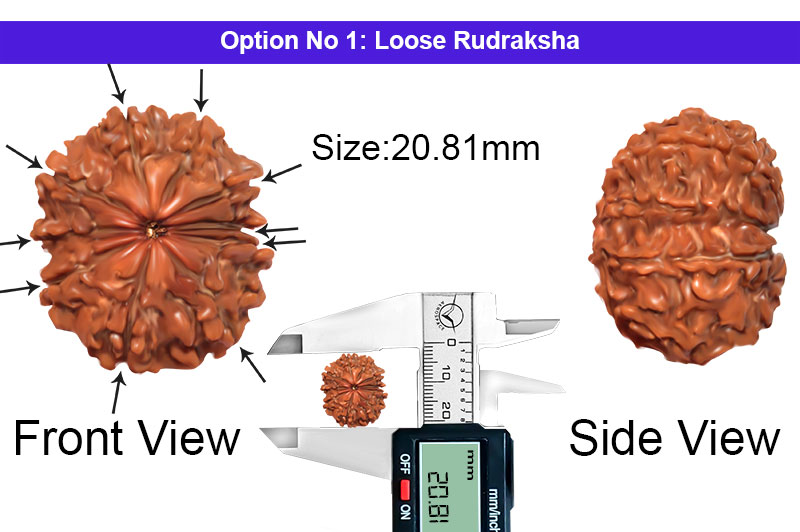 10 Mukhi Nepali Rudraksha-RD-10-A-A-69-1