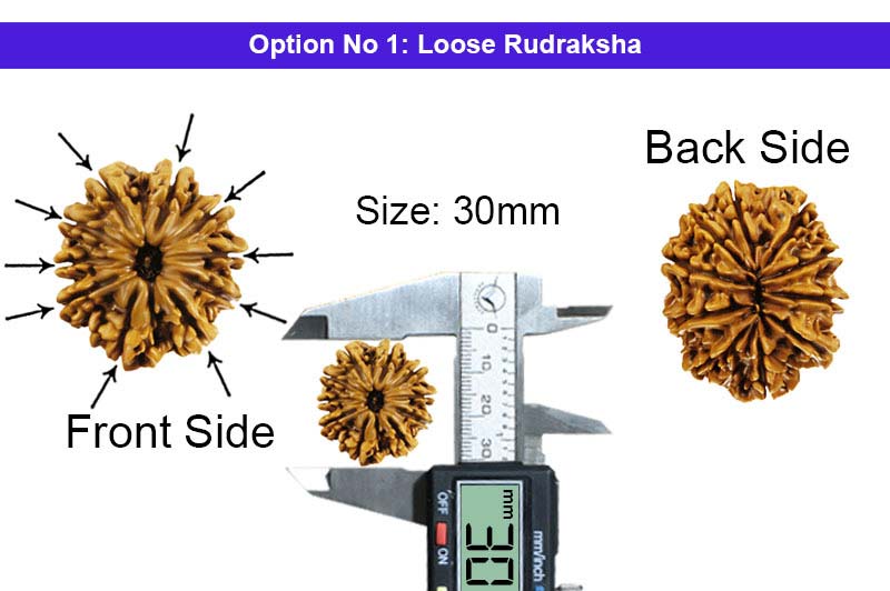 10 Mukhi Rudraksha / Collector Ten Face Rudraksha - shops Nepal - {28 mm - 29 mm}