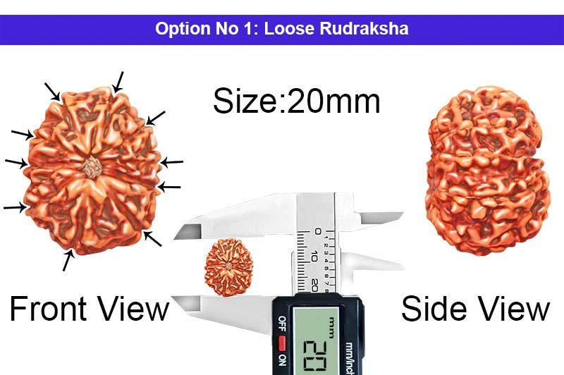 10 Mukhi Indonesian Collector Rudraksha-RD-10-I-19-1