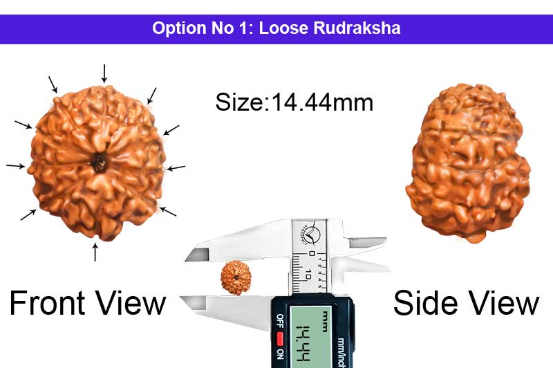 10 Mukhi Indonesian Rudraksha-RD-10-I-23-1