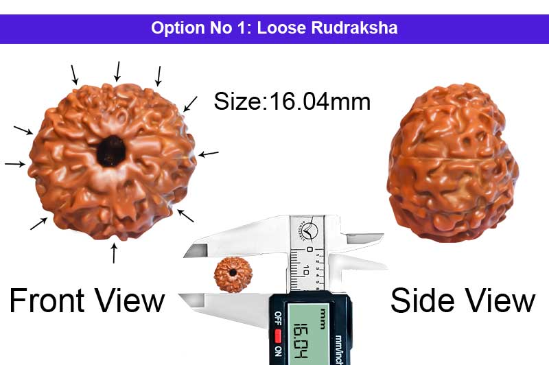 10 Mukhi Indonesian Rudraksha-RD-10-I-28-1