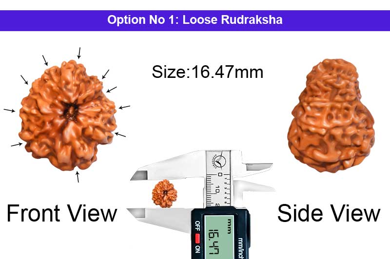 10 Mukhi Indonesian Rudraksha-RD-10-I-29-1