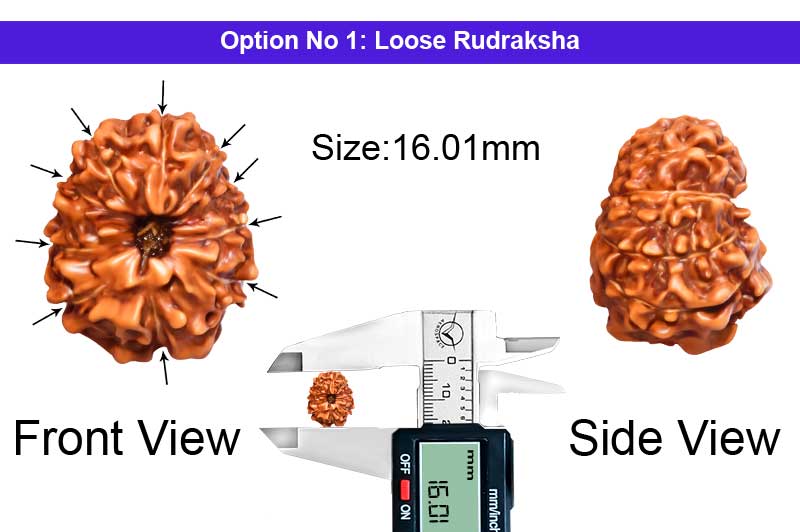 10 Mukhi Indonesian Rudraksha-RD-10-I-31-1