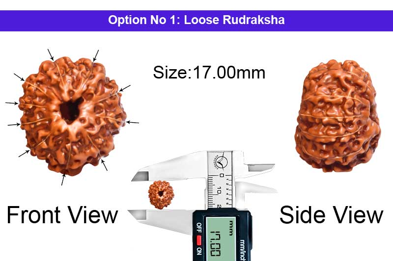 10 Mukhi Indonesian Rudraksha-RD-10-I-33-1