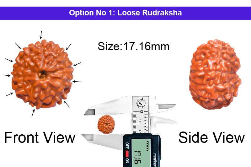 10 Mukhi Indonesian Rudraksha-RD-10-I-35-1