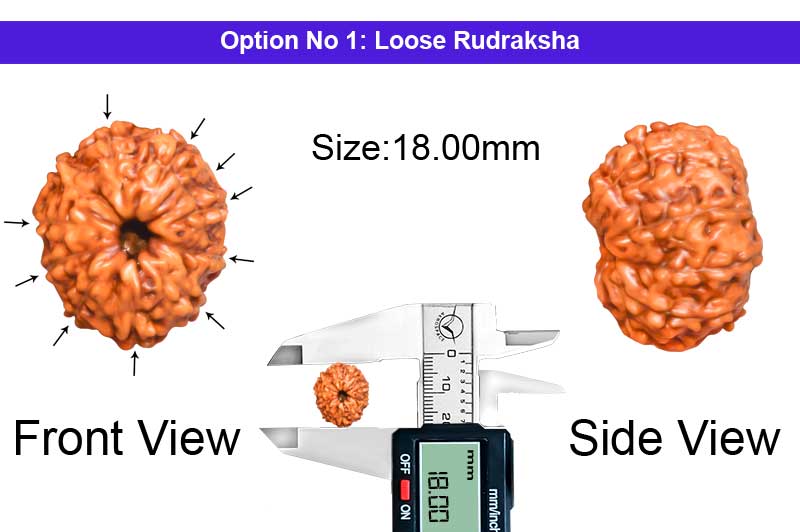 10 Mukhi Indonesian Collector Rudraksha-RD-10-I-41-1