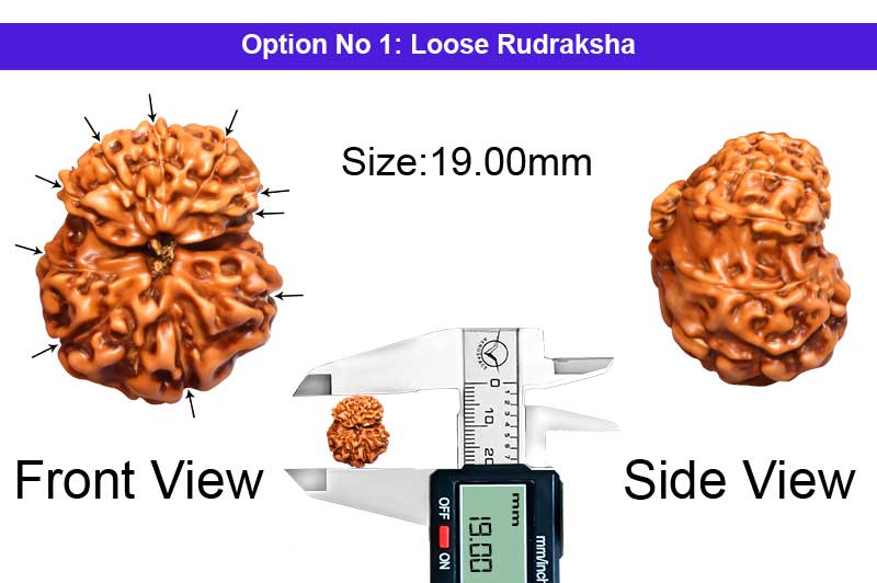 10 Mukhi Indonesian Collector Rudraksha-RD-10-I-49-1