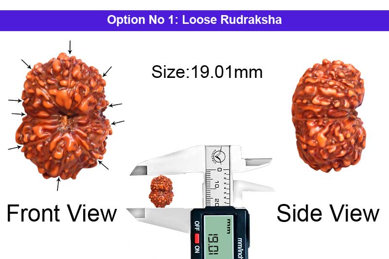 10 Mukhi Indonesian Collector Rudraksha-RD-10-I-51-1