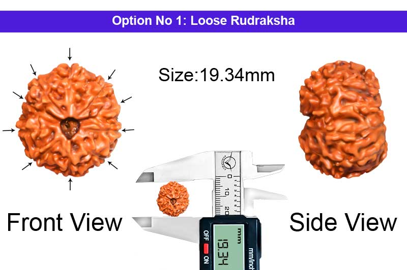 10 Mukhi Indonesian Collector Rudraksha-RD-10-I-52-1