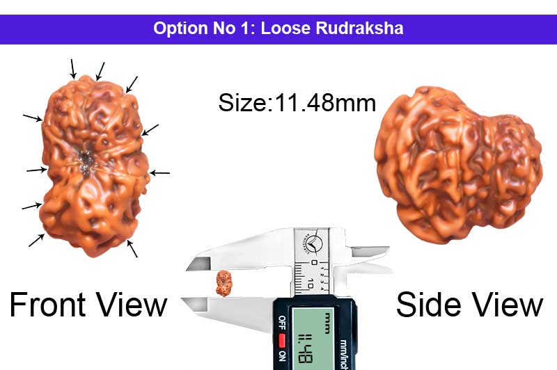 10 Mukhi Indonesian Gauri Shankar Rudraksha-RD-10-I-53-1