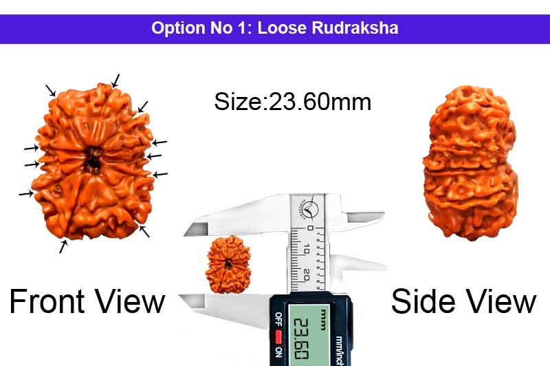 11 Mukhi Medium Nepali Rudraksha-RD-11-A-A-101-1