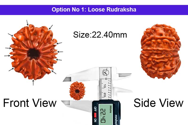 11 Mukhi Medium Nepali Rudraksha-RD-11-A-A-104-1