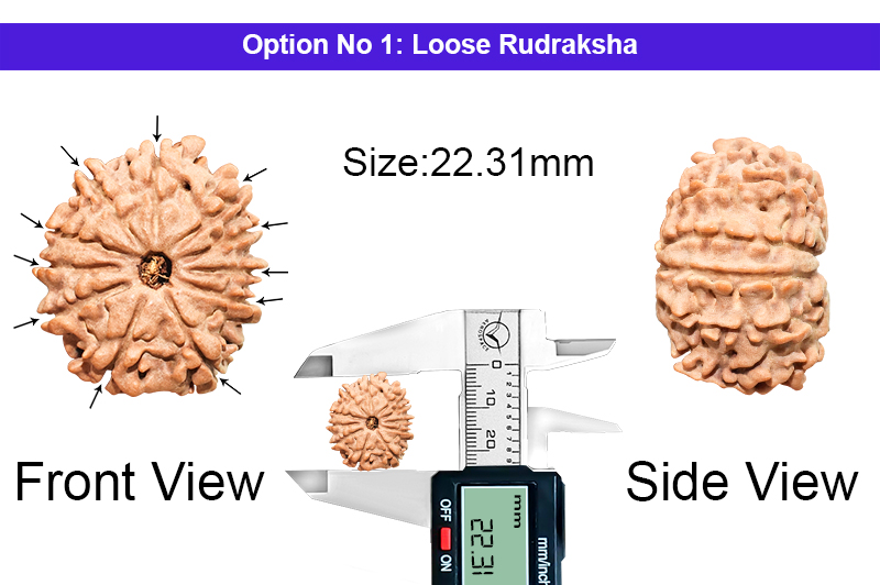11 Mukhi Medium Nepali Rudraksha-RD-11-A-A-110-1
