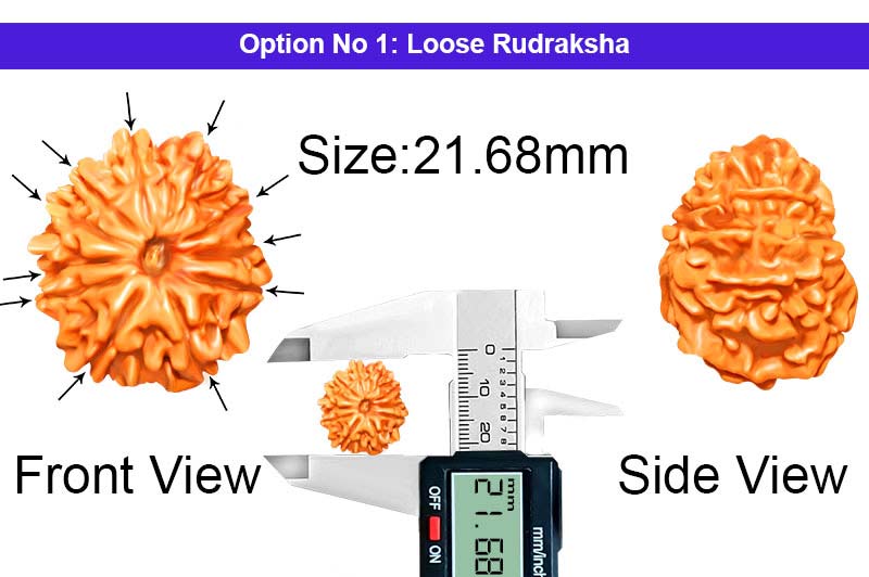 11 Mukhi Medium Nepali Rudraksha-RD-11-A-A-28-1