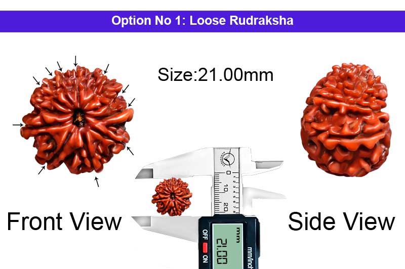 11 Mukhi Medium Nepali Rudraksha-RD-11-A-A-52-1