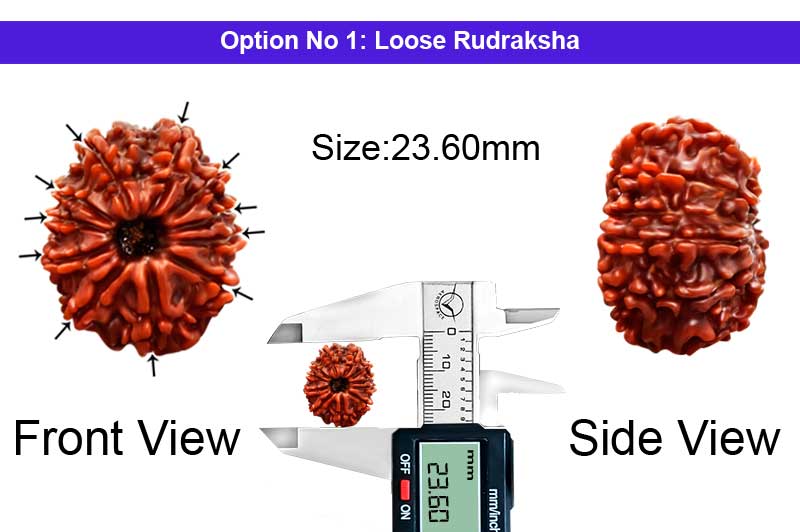 11 Mukhi Medium Nepali Rudraksha-RD-11-A-A-58-1