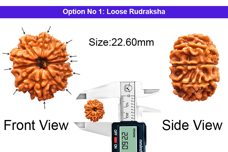 11 Mukhi Medium Nepali Rudraksha-RD-11-A-A-61-1