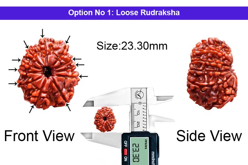 11 Mukhi Medium Nepali Rudraksha-RD-11-A-A-64-1