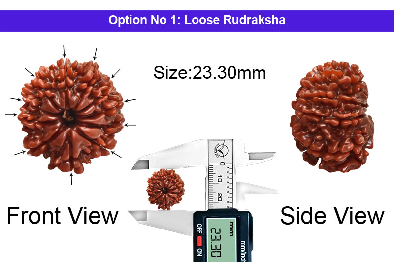 11 Mukhi Medium Nepali Rudraksha-RD-11-A-A-69-1