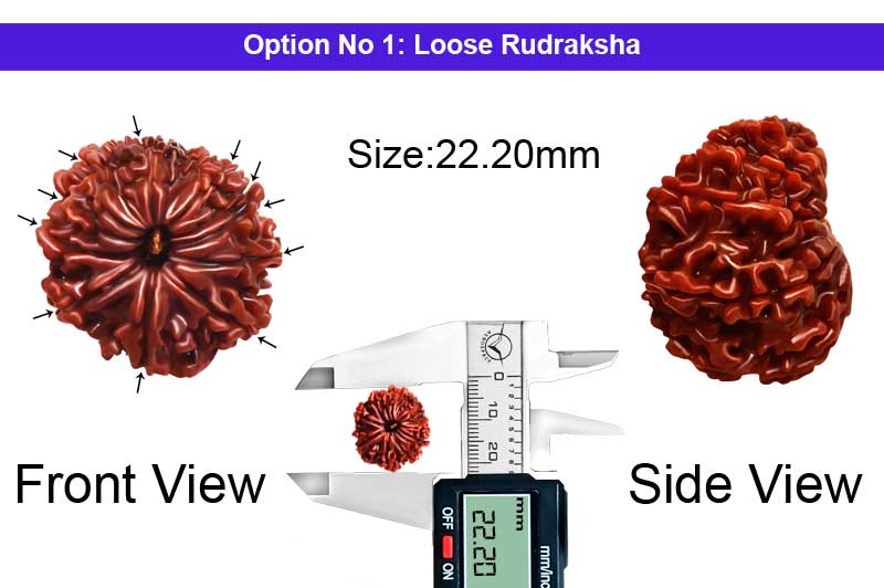 11 Mukhi Medium Nepali Rudraksha-RD-11-A-A-73-1