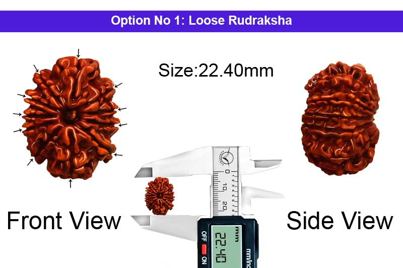 11 Mukhi Medium Nepali Rudraksha-RD-11-A-A-76-1