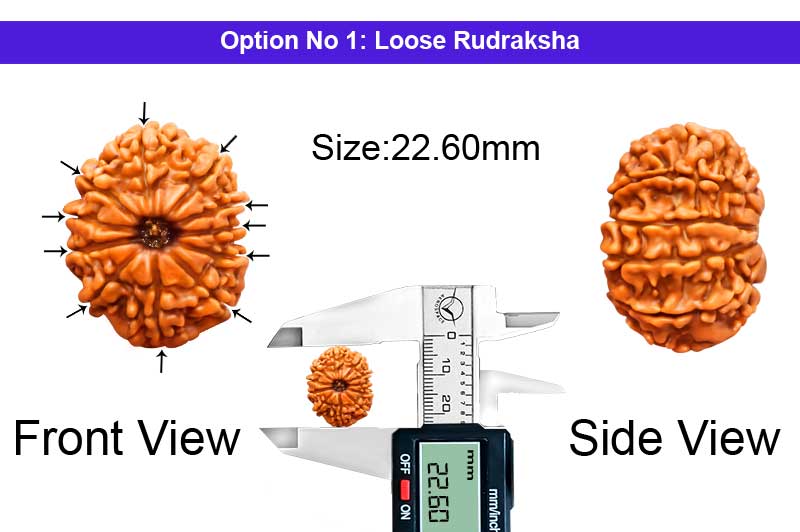 11 Mukhi Medium Nepali Rudraksha-RD-11-A-A-78-1